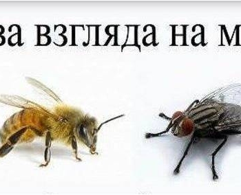 Пчела и муха. Притча Паисия Святогорца