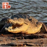 ​О крокодилах и самонадеянности