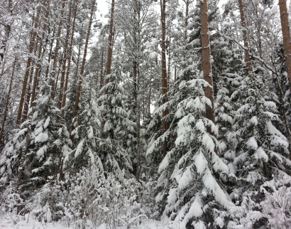 Источники Живоносного Креста и свв. апп. Петра и Павла