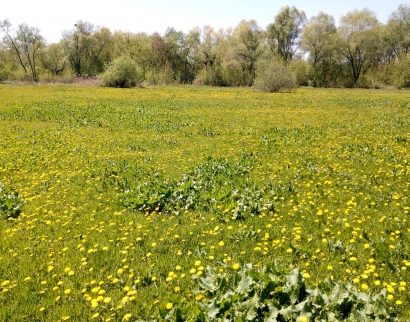 Церква Святого Миколая