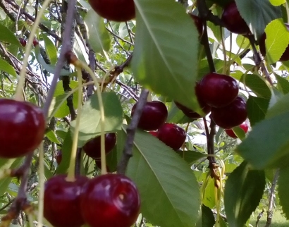 Церковь в честь иконы Богоматери Белыничской