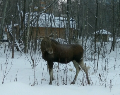 Храм Данниила Московского