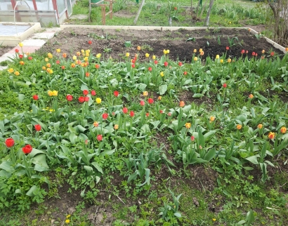 Храм Вознесения Господня В Сатино-русское