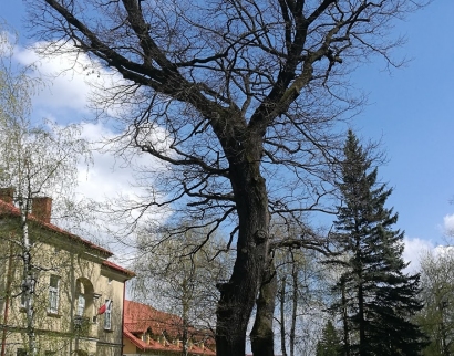 Kolegiacka Parafia Wniebowzięcia NMP