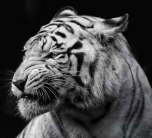 Церковь Рождества Пресвятой Богородицы